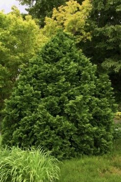 Tempelhof Hinoki Cypress - 3 Gallon Pot 11 Tempelhof Hinoki Cypress - 3 Gallon Pot -Plant Lover House Shop cypress hinoki tempelhof 10