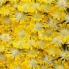 Banana Blast Yellow Ice Plant (Delosperma) - 10 Pack Of Pint Pots -Plant Lover House Shop delosperma hot cakes banana blast 1 1