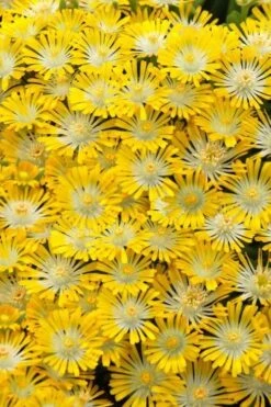 Banana Blast Yellow Ice Plant (Delosperma) - 5 Pack Of Pint Pots
