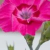 Bumbleberry Pie Dianthus (Carnations) - 1 Gallon Pot 1 Bumbleberry Pie Dianthus (Carnations) - 1 Gallon Pot -Plant Lover House Shop dianthus bumbleberry pie 10