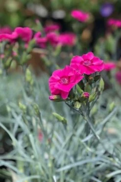 Bumbleberry Pie Dianthus (Carnations) - 1 Gallon Pot 11 Bumbleberry Pie Dianthus (Carnations) - 1 Gallon Pot -Plant Lover House Shop dianthus bumbleberry pie 3 500x750 1