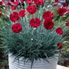 Cherry Pie Dianthus (Carnations) 1 Gallon Pot -Plant Lover House Shop dianthus cherry pie 2 500x750 1