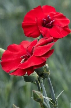 Cherry Pie Dianthus (Carnations) 1 Gallon Pot -Plant Lover House Shop dianthus cherry pie 500x750 1
