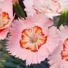 Georgia Peach Pie Dianthus - 1 Gallon Pot -Plant Lover House Shop dianthus georgia peach pie 1