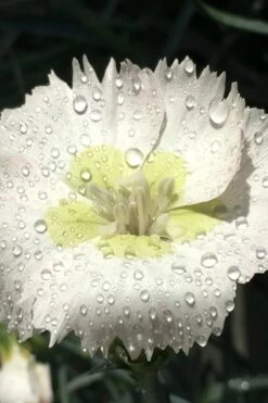 Key Lime Pie Dianthus - 1 Gallon Pot -Plant Lover House Shop dianthus key lime 2 500x750 1