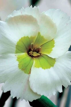 Key Lime Pie Dianthus - 1 Gallon Pot -Plant Lover House Shop dianthus key lime 500x750 1