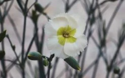 Key Lime Pie Dianthus - 1 Gallon Pot -Plant Lover House Shop dianthus key lime 800x500 1