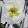 Key Lime Pie Dianthus - 1 Gallon Pot -Plant Lover House Shop dianthus key lime pie 10