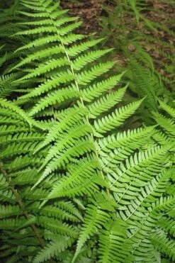 Dixie Wood Fern - Dryopteris Australis - 6 Pack Of 1 Gallon Pots -Plant Lover House Shop dryopteris australis dixie wood fern 10