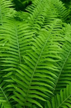 Dixie Wood Fern - Dryopteris Australis - 6 Pack Of 1 Gallon Pots -Plant Lover House Shop dryopteris australis dixie wood fern 12