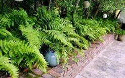 Autumn Brilliance Fern (Dryopteris Erythrosora) - 1 Gallon Pot -Plant Lover House Shop dryopteris erythrosora autumn brilliance fern 10 2