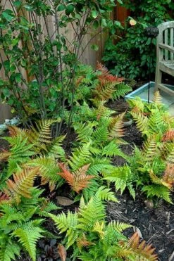 Autumn Brilliance Fern (Dryopteris Erythrosora) - 6 Pack Of 1 Gallon Pots -Plant Lover House Shop dryopteris erythrosora autumn brilliance fern 11 3