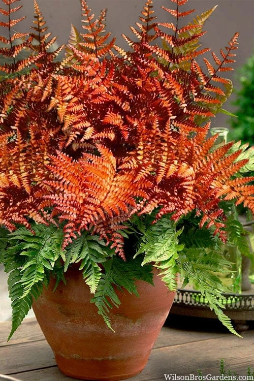 Autumn Brilliance Fern (Dryopteris Erythrosora) - 2.5 Quart Pot 3 Autumn Brilliance Fern (Dryopteris Erythrosora) - 2.5 Quart Pot