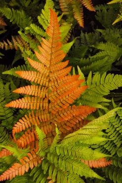 Autumn Brilliance Fern (Dryopteris Erythrosora) - 1 Gallon Pot -Plant Lover House Shop dryopteris erythrosora autumn brilliance fern 2 2