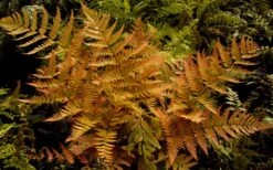 Autumn Brilliance Fern (Dryopteris Erythrosora) - 3 Gallon -Plant Lover House Shop dryopteris erythrosora autumn brilliance fern 3 1