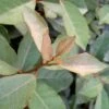 Fruitland Elaeagnus (Silverberry) - 1 Gallon Pot -Plant Lover House Shop elaeagnus fruitlandii 11
