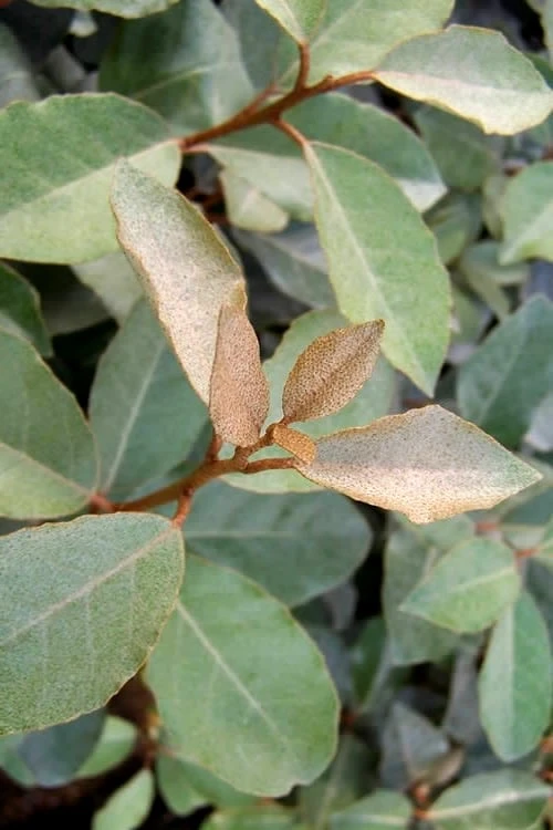 Fruitland Elaeagnus (Silverberry) - 1 Gallon Pot 3 Fruitland Elaeagnus (Silverberry) - 1 Gallon Pot