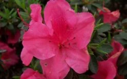 Autumn Carnival Encore Azalea - 1 Gallon Pot 9 Autumn Carnival Encore Azalea - 1 Gallon Pot -Plant Lover House Shop encore azalea autumn carnival