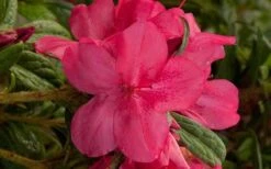 Autumn Jewel Encore Azalea - 1 Gallon Pot -Plant Lover House Shop encore azalea autumn jewel