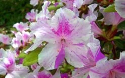 Autumn Twist Encore Azalea - 1 Gallon Pot -Plant Lover House Shop encore azalea autumn twist