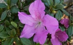 Autumn Lilac Encore Azalea - 1 Gallon Pot -Plant Lover House Shop encore azalea autumnlilac