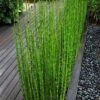 Horsetail Reed Grass - Equisetum Hyemale - 1 Gallon Pot -Plant Lover House Shop equisetum hyemale horsetail reedgrass 100