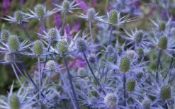 Blue Cap Sea Holly (Eryngium Planum 'Blaukappe') - 1 Gallon Pot -Plant Lover House Shop eryngium planum blaukappe sea holly 3