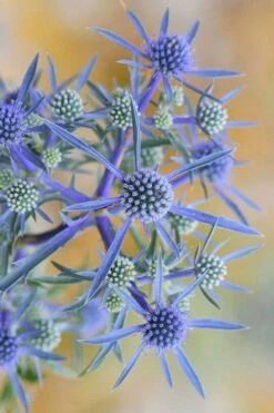 Blue Cap Sea Holly (Eryngium Planum 'Blaukappe') - 1 Gallon Pot -Plant Lover House Shop eryngium planum blaukappe sea holly 6
