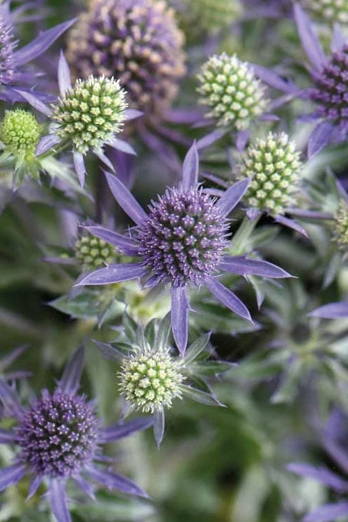 Blue Hobbit Sea Holly (Eryngium Planum) - 1 Gallon Pot 7 Blue Hobbit Sea Holly (Eryngium Planum) - 1 Gallon Pot - Image 5