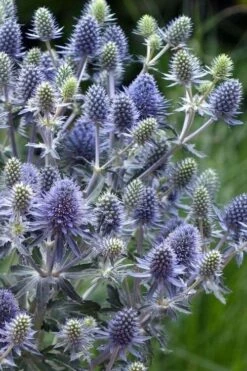 Blue Hobbit Sea Holly (Eryngium Planum) - 1 Gallon Pot 10 Blue Hobbit Sea Holly (Eryngium Planum) - 1 Gallon Pot -Plant Lover House Shop eryngium planum blue hobbit sea holly 5 1