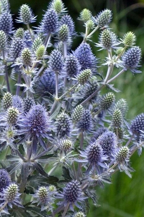 Blue Hobbit Sea Holly (Eryngium Planum) - 1 Gallon Pot 6 Blue Hobbit Sea Holly (Eryngium Planum) - 1 Gallon Pot - Image 4