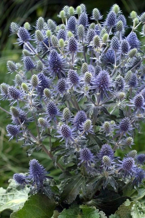 Blue Hobbit Sea Holly (Eryngium Planum) - 1 Gallon Pot 3 Blue Hobbit Sea Holly (Eryngium Planum) - 1 Gallon Pot