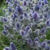 Blue Hobbit Sea Holly (Eryngium Planum) - 5 Pack Of Quart Pots 2 Blue Hobbit Sea Holly (Eryngium Planum) - 5 Pack Of Quart Pots -Plant Lover House Shop eryngium planum blue hobbit sea holly 6