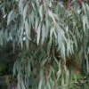 Angus Cold Hardy Eucalyptus Tree (Eucalyptus Nicholii) - 3 Quart Pot 2 Angus Cold Hardy Eucalyptus Tree (Eucalyptus Nicholii) - 3 Quart Pot -Plant Lover House Shop eucalyoptus nicholii angus 1 4