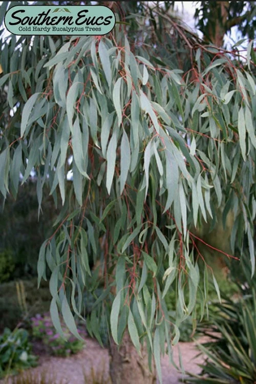 Angus Cold Hardy Eucalyptus Tree (Eucalyptus Nicholii) - 2 Gallon Pot 3 Angus Cold Hardy Eucalyptus Tree (Eucalyptus Nicholii) - 2 Gallon Pot