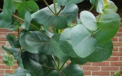 Big O Cold Hardy Eucalyptus Tree (Eucalyptus Neglecta) - 2 Gallon Pot -Plant Lover House Shop eucalyptus bigo leaves 1