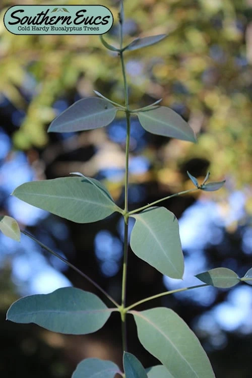 Grace Cold Hardy Eucalyptus Tree (Eucalyptus Elliptica) - 2 Gallon Pot 3 Grace Cold Hardy Eucalyptus Tree (Eucalyptus Elliptica) - 2 Gallon Pot