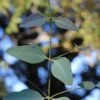 Grace Cold Hardy Eucalyptus Tree (Eucalyptus Elliptica) - Quart Pot -Plant Lover House Shop eucalyptus elliptica grace 1 3
