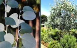 Mappa Tassie Cold Hardy Eucalyptus Tree (Eucalyptus Pauciflora) - 3 Gallon Pot 12 Mappa Tassie Cold Hardy Eucalyptus Tree (Eucalyptus Pauciflora) - 3 Gallon Pot -Plant Lover House Shop eucalyptus mappa tassie combo 1