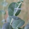 Big O Cold Hardy Eucalyptus Tree (Eucalyptus Neglecta) - 2 Gallon Pot -Plant Lover House Shop eucalyptus neglecta big 0 1 1