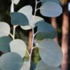 Mappa Tassie Cold Hardy Eucalyptus Tree (Eucalyptus Pauciflora) - Quart Pot -Plant Lover House Shop eucalyptus pauciflora mappa tassie 1 2