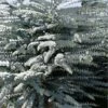 Bluey Cold Hardy Eucalyptus Tree (Eucalyptus Pulverulenta) - Quart Pot -Plant Lover House Shop eucalyptus pulverulenta bluey 1 1
