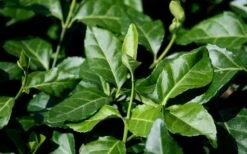 Purple Wintercreeper (Euonymus Fortunei 'Coloratus') - 6 Pack Of Pint Pots -Plant Lover House Shop euonymus fortunei coloratus purple wintercreeper 1