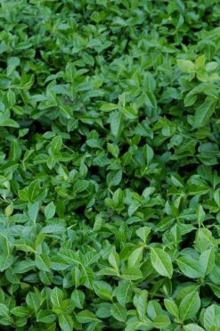 Purple Wintercreeper (Euonymus Fortunei 'Coloratus') - 6 Pack Of Pint Pots -Plant Lover House Shop euonymus fortunei coloratus purple wintercreeper 2