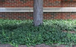 Purple Wintercreeper (Euonymus Fortunei 'Coloratus') - 6 Pack Of Pint Pots -Plant Lover House Shop euonymus fortunei coloratus purple wintercreeper 4