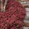 Purple Wintercreeper (Euonymus Fortunei 'Coloratus') - 36 Pack Of Pint Pots -Plant Lover House Shop euonymus fortunei coloratus purple wintercreeper 8