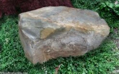 Kewensis Euonymus (Miniature Wintercreeper) - 6 Pack Of Pint Pots -Plant Lover House Shop euonymus fortunei kewensis miniature wintercreeper 9