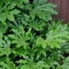 Fatsia Japonica - Japanese Aralia - Glossy Paper Plant - 3 Gallon Pot -Plant Lover House Shop fatsia Japanese Aralia 1 500x750 5