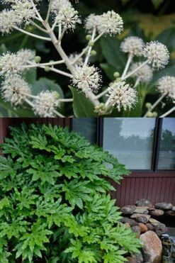 Fatsia Japonica (Japanese Aralia / Glossy Paper Plant) - 7 Gallon Pot (2-3') -Plant Lover House Shop fatsia Japanese Aralia 2 500x750 2