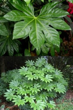Fatsia Japonica - Japanese Aralia - Glossy Paper Plant - 3 Gallon Pot 12 Fatsia Japonica - Japanese Aralia - Glossy Paper Plant - 3 Gallon Pot -Plant Lover House Shop fatsia Japanese Aralia 500x750 5